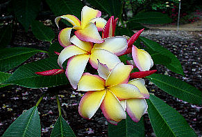 (image for) Plumeria Seeds \'Aloha\' (6 Seeds)